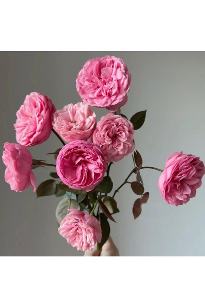 Троянда Хеппі Піано букет квітів